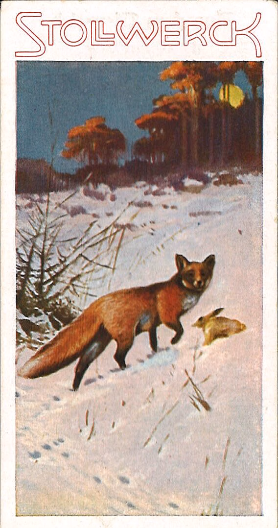 Stollwerck Sammelbilder Fuchs