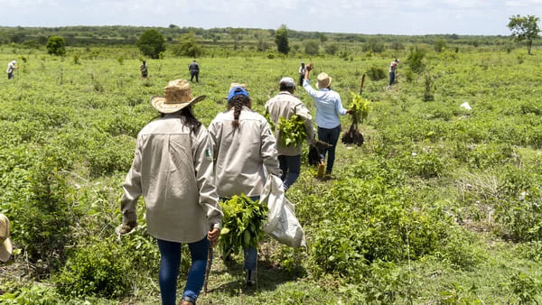 Team Plant for the Planet Yucatan Insel