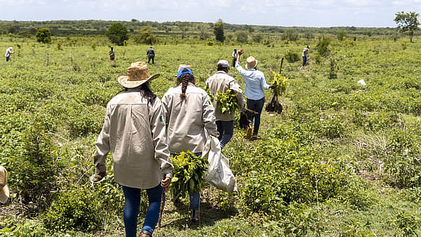 Team Plant for the Planet Yucatan Island