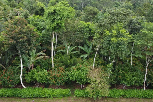 Agroforstsystem