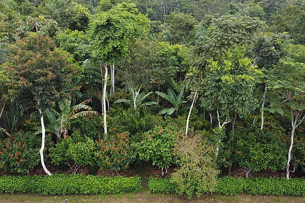 Agroforstsystem