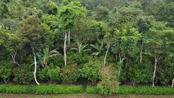 Agroforstsystem