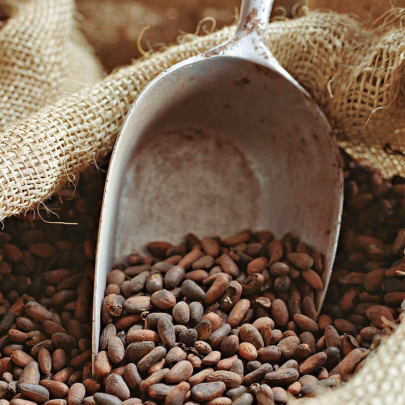 Cocoa Beans Chocolate Museum Cologne