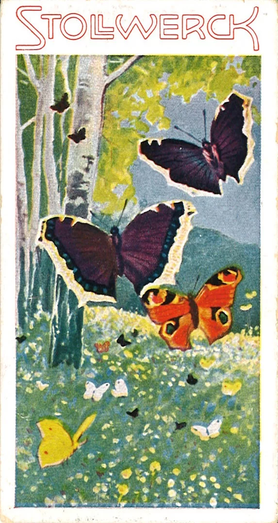 40236_Sammelbild_6_3_a Stollwerck Sammelbilder Schmetterlinge
