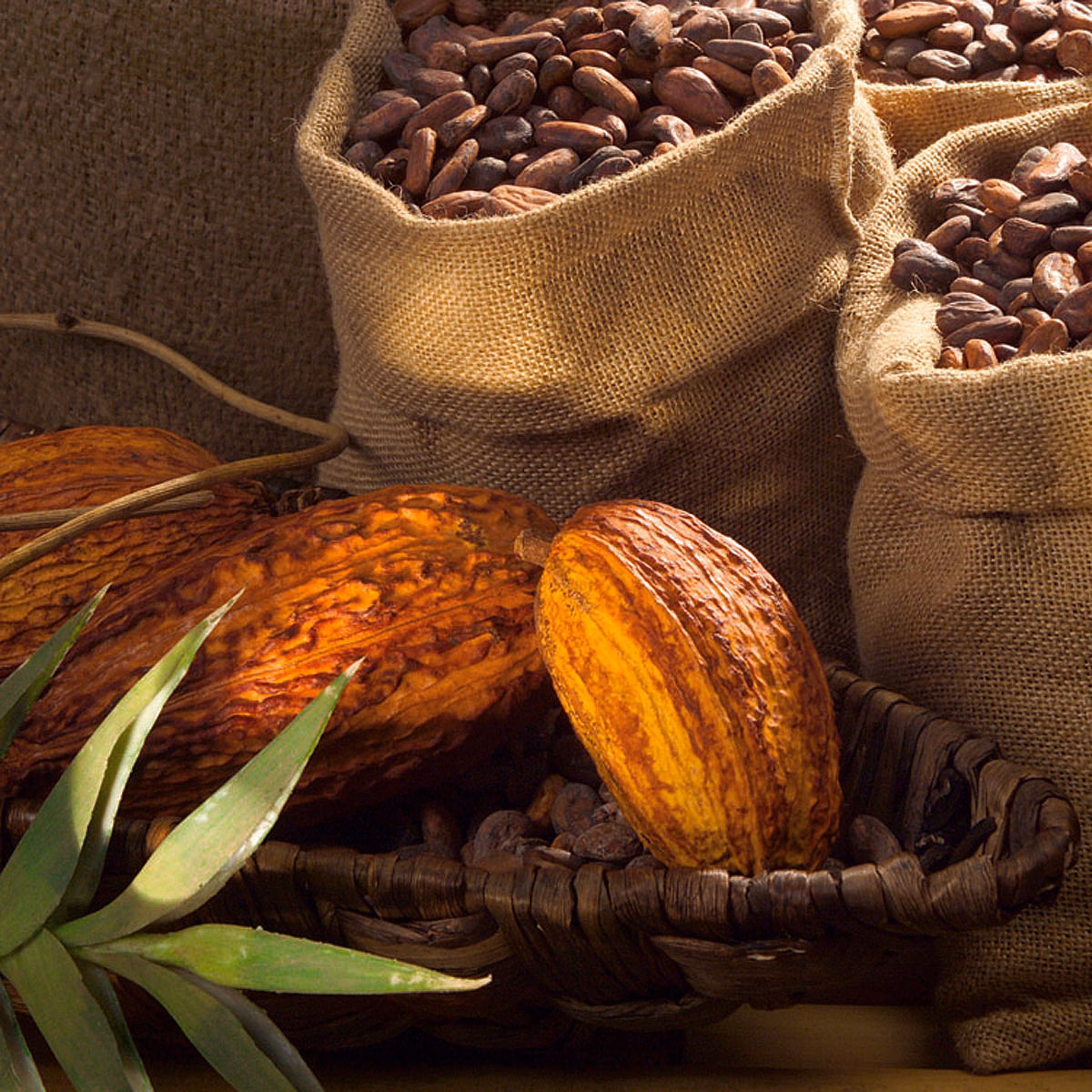 Sustainability Lindt Chocolate Museum