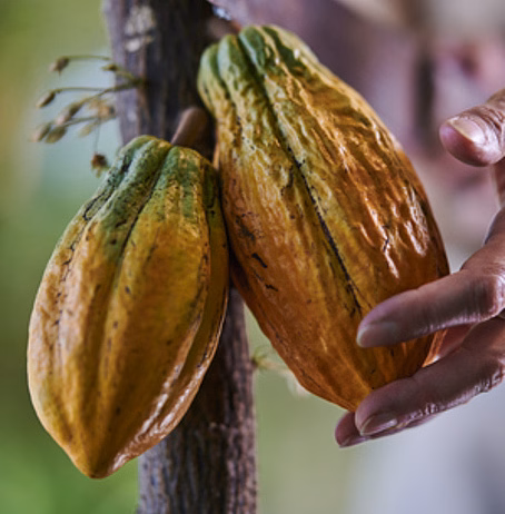 Cocoa harvest