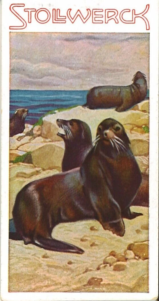 Stollwerck Sammelbild Seelöwen