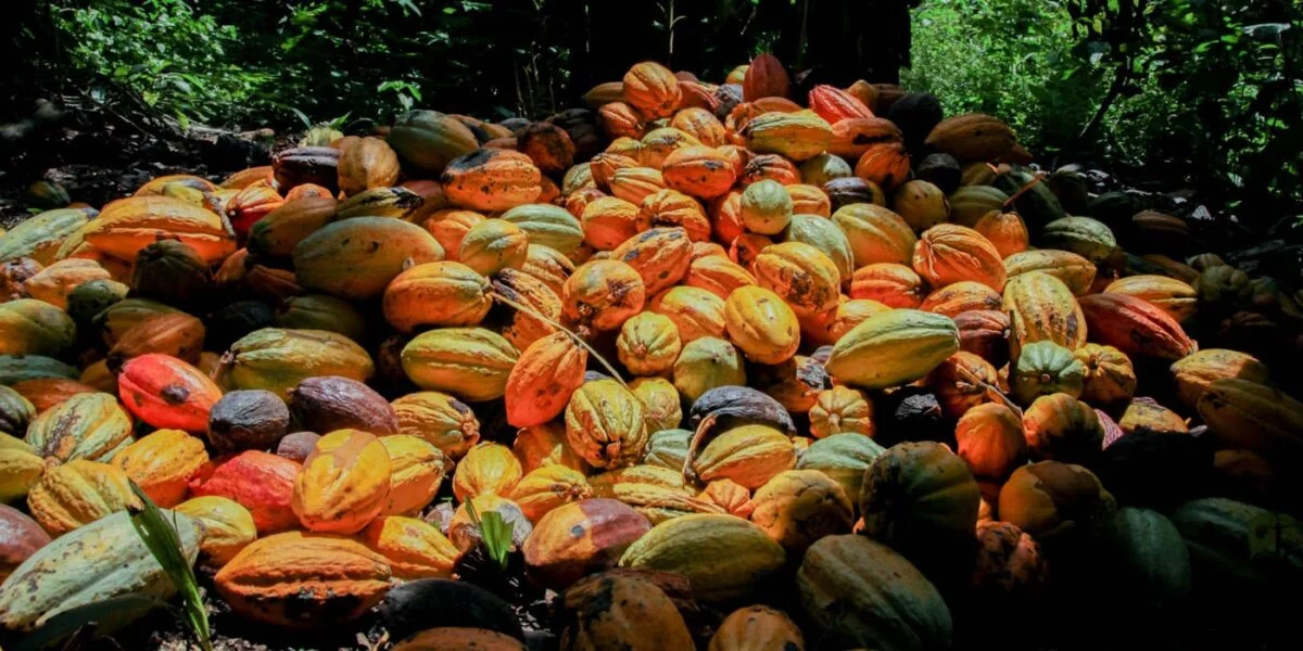 Cocoa fruits – Chocolate Museum Cologne