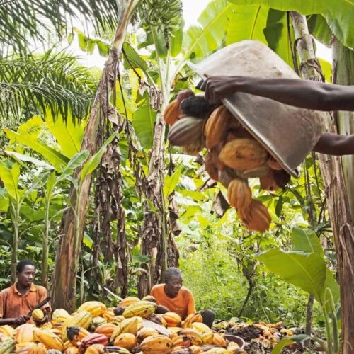 Sustainable-Cocoa-Chocolate-Museum-Cologne Sustainable cocoa – Chocolate Museum Cologne